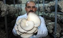 İstanbul'dan köyüne döndü, istiridye mantarı yetiştiriyor