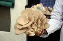 İstanbul'dan köyüne döndü, istiridye mantarı yetiştiriyor