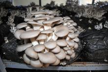 İstanbul'dan köyüne döndü, istiridye mantarı yetiştiriyor