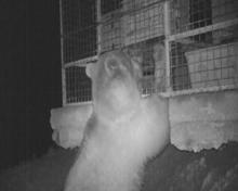 Doğu Karadeniz'de ayı popülasyonu arttı, bölge halkı tedirgin