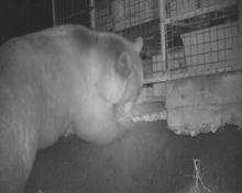 Doğu Karadeniz'de ayı popülasyonu arttı, bölge halkı tedirgin