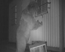 Doğu Karadeniz'de ayı popülasyonu arttı, bölge halkı tedirgin