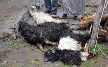 Tokat ve Sivas'ta veba paniği