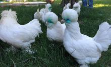 Osmanlı süs tavukları 10 bin liradan satılıyor