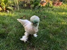 Osmanlı süs tavukları 10 bin liradan satılıyor