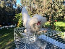 Osmanlı süs tavukları 10 bin liradan satılıyor