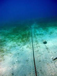 Antalya Körfezi'ndeki balık türlerinin yerini 'işgalci' Kızıldeniz türleri alıyor