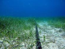 Antalya Körfezi'ndeki balık türlerinin yerini 'işgalci' Kızıldeniz türleri alıyor