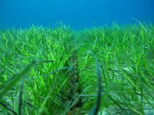 Antalya Körfezi'ndeki balık türlerinin yerini 'işgalci' Kızıldeniz türleri alıyor