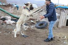 'Aksaray Malaklısı' köpeklere yoğun talep