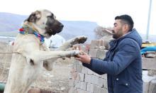 'Aksaray Malaklısı' köpeklere yoğun talep