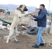 'Aksaray Malaklısı' köpeklere yoğun talep