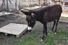 Kuyruğu satırla kesilen eşeğe tecavüz iddiası