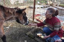 Kuyruğu satırla kesilen eşeğe tecavüz iddiası