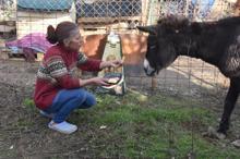 Kuyruğu satırla kesilen eşeğe tecavüz iddiası