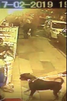 Rottweiler'ın süs köpeği 'Şila'ya saldırısı kamerada