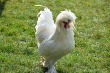 Sultan tavuğu 5 bin liraya satıldı