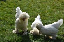 Sultan tavuğu 5 bin liraya satıldı