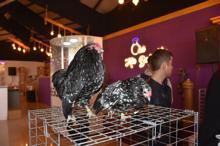 Sultan tavuğu 5 bin liraya satıldı