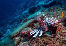 Antalya'da heyecanlandıran keşif! Dünyanın en eskisi bulundu