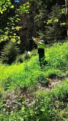 Böcek istilası altındaki Atatürk Köşkü Ormanları'ndan iyi haber