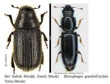 Böcek istilası altındaki Atatürk Köşkü Ormanları'ndan iyi haber