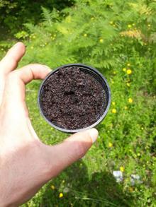 Böcek istilası altındaki Atatürk Köşkü Ormanları'ndan iyi haber