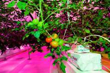 Kapalı ortamda led aydınlatma ile domates yetiştirdiler