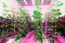 Kapalı ortamda led aydınlatma ile domates yetiştirdiler