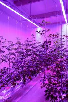 Kapalı ortamda led aydınlatma ile domates yetiştirdiler