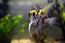 Prof. Dr. Altun: Süs balığı besleyeceksek yaşam hakkına saygı duymalıyız