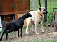 Gazeteciliği bıraktı, çoklu doğum yapan koyun yetiştiriyor