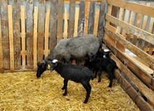 Gazeteciliği bıraktı, çoklu doğum yapan koyun yetiştiriyor