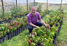 Gazipaşa'da mango ağacı sayısı 5 bini buldu