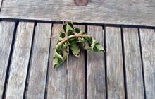 Bodrum'da nadir rastlanan mekik kelebeği görüldü