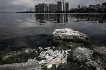 Küçükçekmece Gölü'nde tedirgin eden balık ölümleri