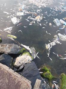 Küçükçekmece Gölü'nde tedirgin eden balık ölümleri