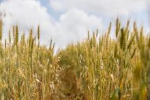 Buğdayda verimi düşüren 'süne böceği'ne karşı seferberlik