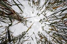 Buğdayda verimi düşüren 'süne böceği'ne karşı seferberlik