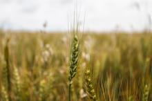 Buğdayda verimi düşüren 'süne böceği'ne karşı seferberlik