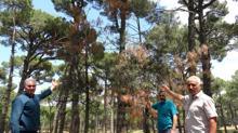 Koçarlı'da çam ağaçlarının suyunu böcek emiyor