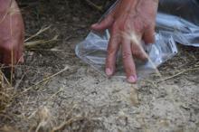 Mahalleyi istila ettiler! Kimse türünü bilmiyor