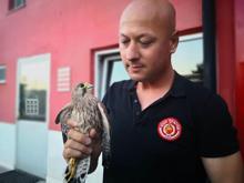 Çatıdan düşen  4 atmaca yavrusu korumaya alındı