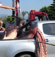 Vinçle taşındı! Gören cep telefonuna sarıldı