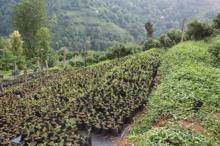 Bahçesindeki çayı söküp yerine 'likapa' dikti, kara geçti