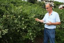 Bahçesindeki çayı söküp yerine 'likapa' dikti, kara geçti