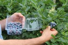 Bahçesindeki çayı söküp yerine 'likapa' dikti, kara geçti