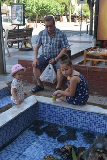 İzmir'deki süs havuzuna kargo ile kaplumbağa yolluyorlar