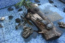 İzmir'deki süs havuzuna kargo ile kaplumbağa yolluyorlar