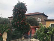 Türkiye'nin ilk zeytinyağı müzesine yoğun ilgi